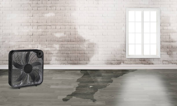 Best Water damage mitigation services  in Islamorada Village Of Islands, FL